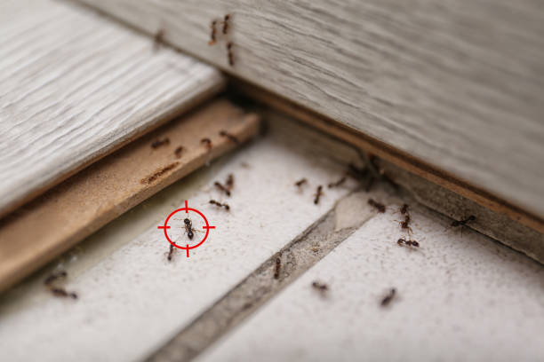 Best Affordable Pest Control Services  in Cascade, ID